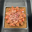 Graptoveria 'Starfire' 3" (Suculentia Original Hybrid) Succulent Plant Cutting