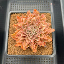 Graptoveria 'Starfire' 3" (Suculentia Original Hybrid) Succulent Plant Cutting