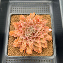 Graptoveria 'Starfire' 3" (Suculentia Original Hybrid) Succulent Plant Cutting