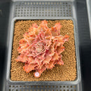 Graptoveria 'Starfire' 3" (Suculentia Original Hybrid) Succulent Plant Cutting