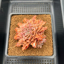 Graptoveria 'Starfire' 3" (Suculentia Original Hybrid) Succulent Plant Cutting