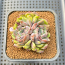 Echeveria 'Boracay' 2" Succulent Plant Cutting