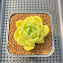 Echeveria sp. 2" Succulent Plant Cutting