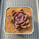 Echeveria 'Odette' 2" Succulent Plant Cutting
