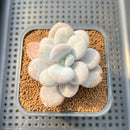 Pachyphytum Oviferum 'Moon Stone' 2" Succulent Plant