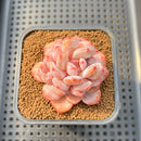 Echeveria ‘Lotus’ 2”-3” Succulent Plant Cutting