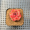 Echeveria Agavoides sp. 1" Succulent Plant Cutting