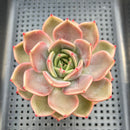 Echeveria 'Black Tetra' 3"-4" Succulent Plant