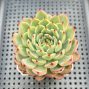 Echeveria 'Chrome Heart' 2"-3" Succulent Plant