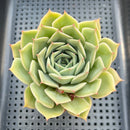 Echeveria 'Regina' 3"-4" Succulent Plant