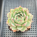 Echeveria 'Prism' 2"-3" Succulent Plant