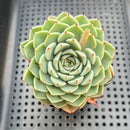 Echeveria Hybrid sp. 2"-3" Succulent Plant
