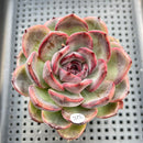 Echeveria 'Black Mink' 2"-3" Succulent Plant