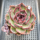 Echeveria 'Black Mink' 2"-3" Succulent Plant