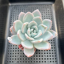 Echeveria 'Ivory' 3" Succulent Plant