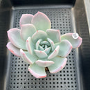 Echeveria 'Ivory' 3" Succulent Plant