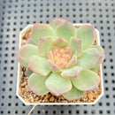 Echeveria 'Pumpkin' Jelly Type 2" Succulent Plant