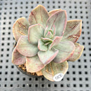 Echeveria 'Hanaikada' Mosaic Variegated 2" (100% Grown In House) Succulent Plant