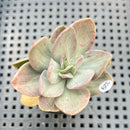 Echeveria 'Hanaikada' Mosaic Variegated 2" (100% Grown In House) Succulent Plant