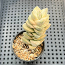 Crassula 'Moonglow' Variegated 1" Succulent Plant