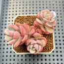 Sedeveria 'Cherry Bonbon' 2" New Hybrid Succulent Plant Cutting