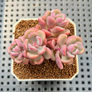 Sedeveria 'Cherry Bonbon' 2" New Hybrid Succulent Plant Cutting