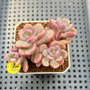 Sedeveria 'Cherry Bonbon' 2" New Hybrid Succulent Plant Cutting