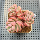 Sedeveria 'Cherry Bonbon' 2" New Hybrid Succulent Plant Cutting