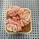 Sedeveria 'Cherry Bonbon' 2" New Hybrid Succulent Plant Cutting