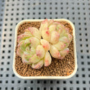 Echeveria 'White Rose' 1" Succulent Plant Cutting