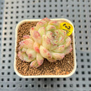 Echeveria 'White Rose' 1" Succulent Plant Cutting