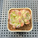 Echeveria 'White Rose' 1" Succulent Plant Cutting