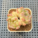 Echeveria 'White Rose' 1" Succulent Plant Cutting