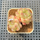 Echeveria 'White Rose' 1" Succulent Plant Cutting