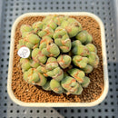 Conophytum 'Chowbanier' 2"-3" Succulent Plant Cutting