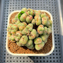 Conophytum 'Chowbanier' 2"-3" Succulent Plant Cutting