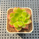 Cremneria 'Chubbs' (Cremnophila linguifolia x Echeveria setosa var. ciliata) 2" Succulent Plant Cutting