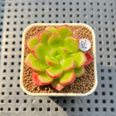 Cremneria 'Chubbs' (Cremnophila linguifolia x Echeveria setosa var. ciliata) 2" Succulent Plant Cutting