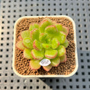 Cremneria 'Chubbs' (Cremnophila linguifolia x Echeveria setosa var. ciliata) 2" Succulent Plant Cutting