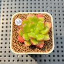 Cremneria 'Chubbs' (Cremnophila linguifolia x Echeveria setosa var. ciliata) 2" Succulent Plant Cutting
