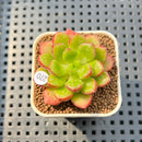 Cremneria 'Chubbs' (Cremnophila linguifolia x Echeveria setosa var. ciliata) 2" Succulent Plant Cutting