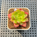 Cremneria 'Chubbs' (Cremnophila linguifolia x Echeveria setosa var. ciliata) 2" Succulent Plant Cutting