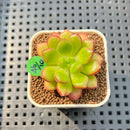 Cremneria 'Chubbs' (Cremnophila linguifolia x Echeveria setosa var. ciliata) 2" Succulent Plant Cutting