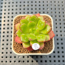 Cremneria 'Chubbs' (Cremnophila linguifolia x Echeveria setosa var. ciliata) 2" Succulent Plant Cutting