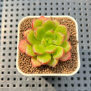 Cremneria 'Chubbs' (Cremnophila linguifolia x Echeveria setosa var. ciliata) 2" Succulent Plant Cutting