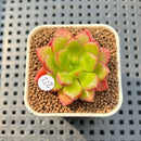 Cremneria 'Chubbs' (Cremnophila linguifolia x Echeveria setosa var. ciliata) 2" Succulent Plant Cutting