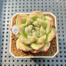 Echeveria 'Gremlin' 2" Succulent Plant Cutting