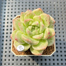 Echeveria 'Gremlin' 2" Succulent Plant Cutting