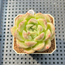 Echeveria 'Gremlin' 2" Succulent Plant Cutting