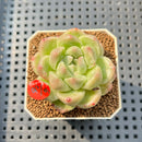 Echeveria 'Gremlin' 2" Succulent Plant Cutting